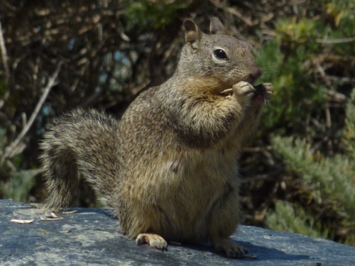 pch squirrel.jpg